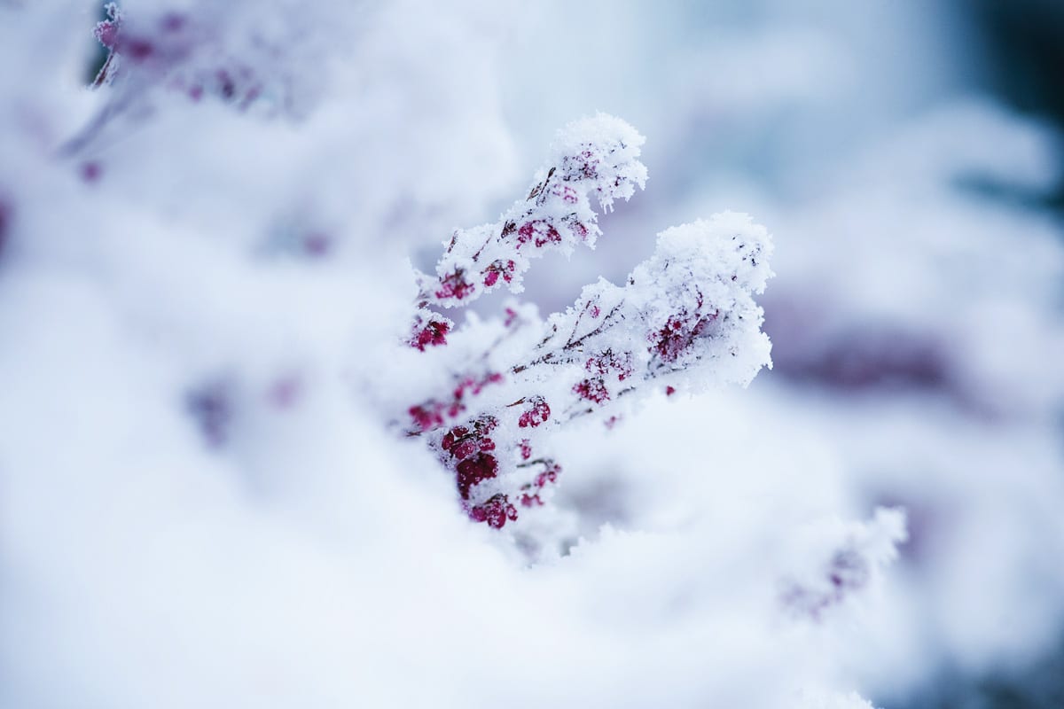 Vinter. Foto: Tom Gustavsen
